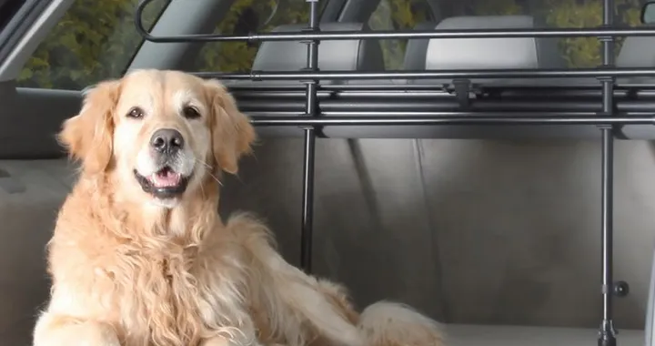 Trasporto cani in auto in vacanza: regole, accessori e consigli
