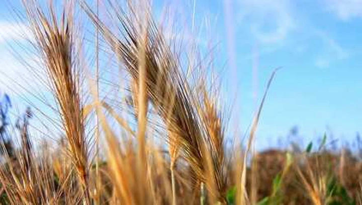 Biocarburanti di prima generazione: stretta della CE