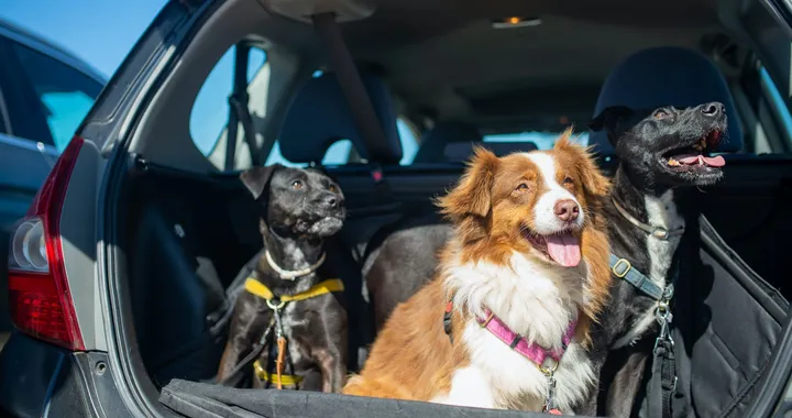 Cintura di sicurezza per cani: cosa dice il Codice della Strada?