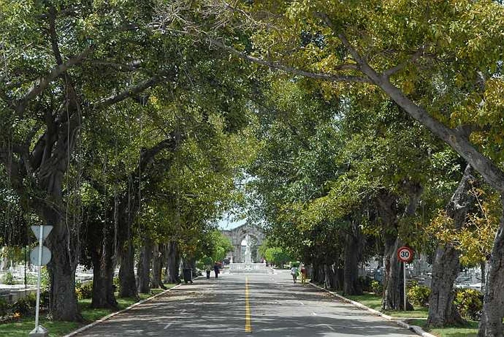 Cassazione: no agli alberi lungo le strade