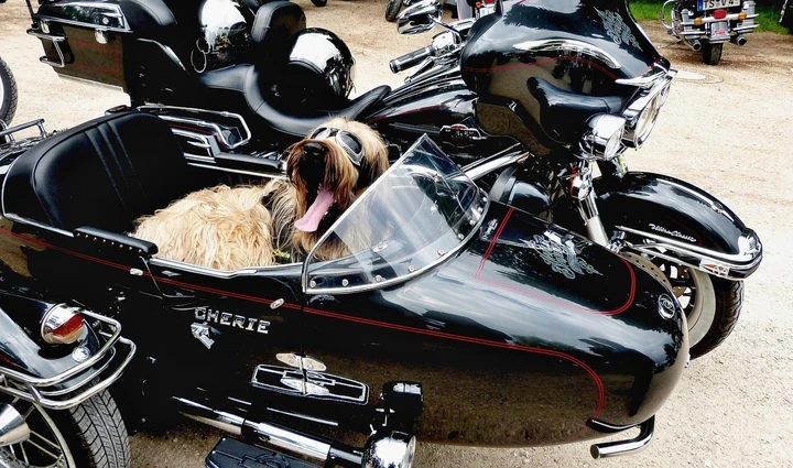 Come portare il cane in moto: come farlo e normativa