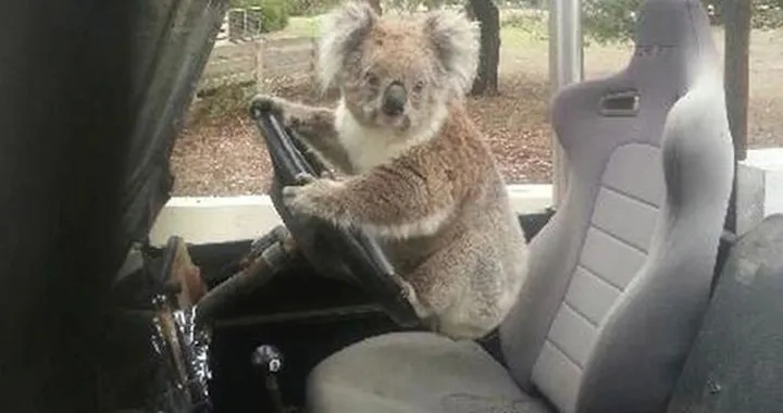 Un Koala alla guida di una Land Rover