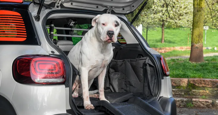 Citroen: trasportare il cane in auto con Pet à Porter