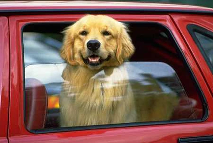 Alla guida fa passeggiare il cane: multato