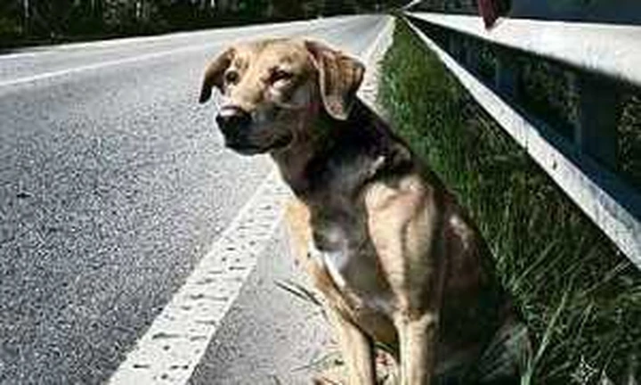 Cani abbandonati in autostrada: un sms per salvarli