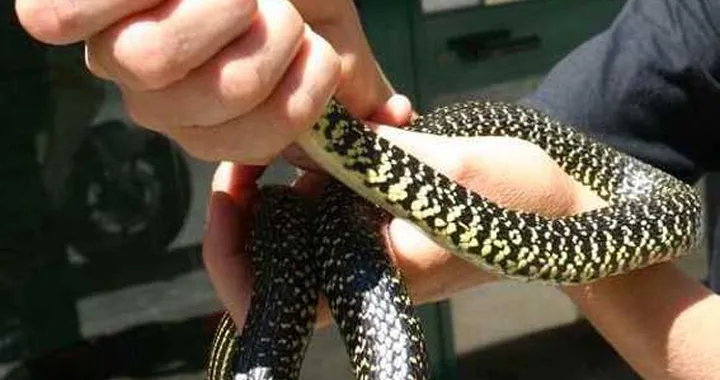 Paura a Firenze per il serpente al semaforo