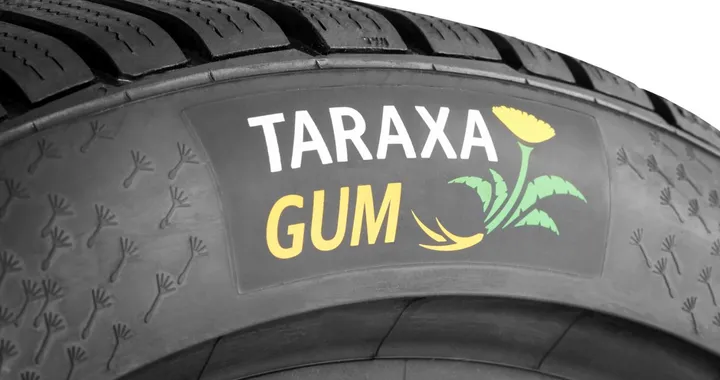 Continental: un centro per studiare la gomma naturale dal tarassaco