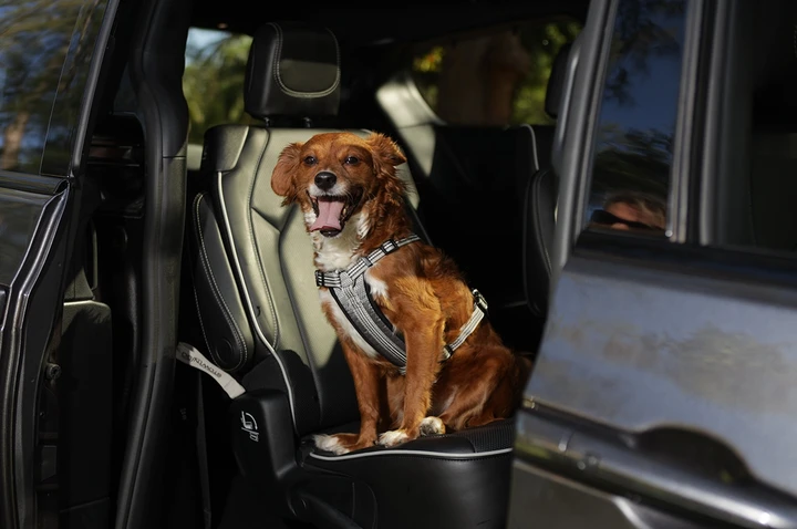 Gli accessori più utili per trasportare cani e gatti in auto
