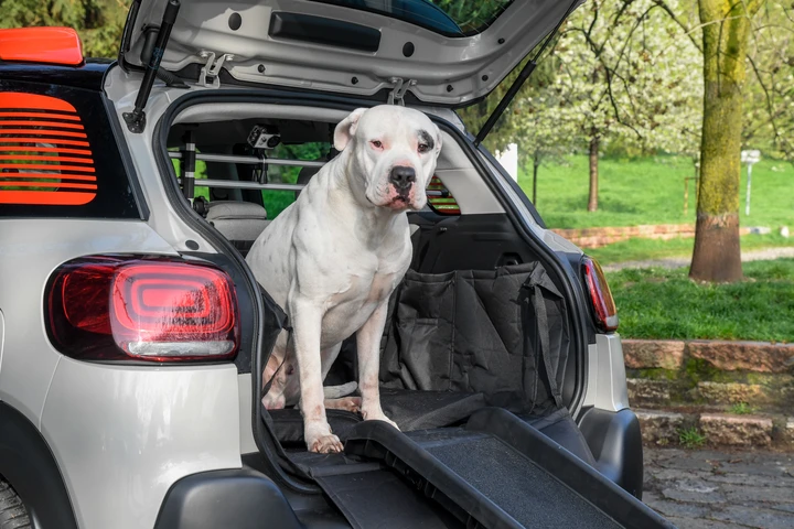 Citroen: trasportare il cane in auto con Pet à Porter