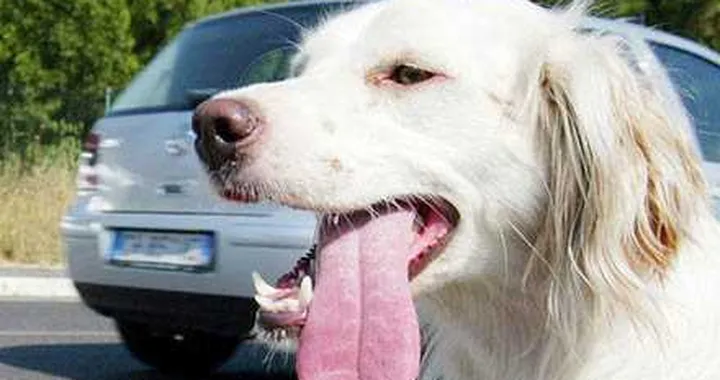 Trieste: Fido fa pipì sulle ruote? 300 euro!