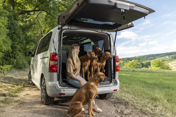 Come pulire l'auto dai peli del cane o del gatto in modo accurato