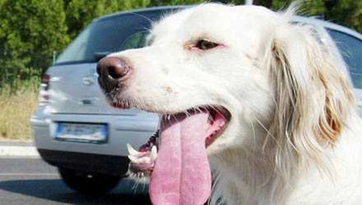 Trieste: Fido fa pipì sulle ruote? 300 euro!
