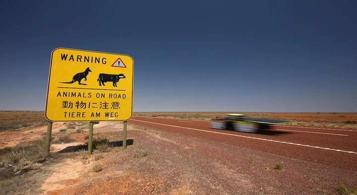 Guida autonoma in Australia, è allarme: non riconosce i canguri
