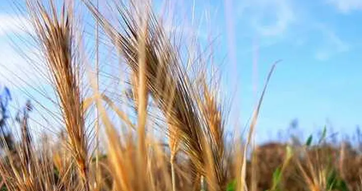 Biocarburanti di prima generazione: stretta della CE