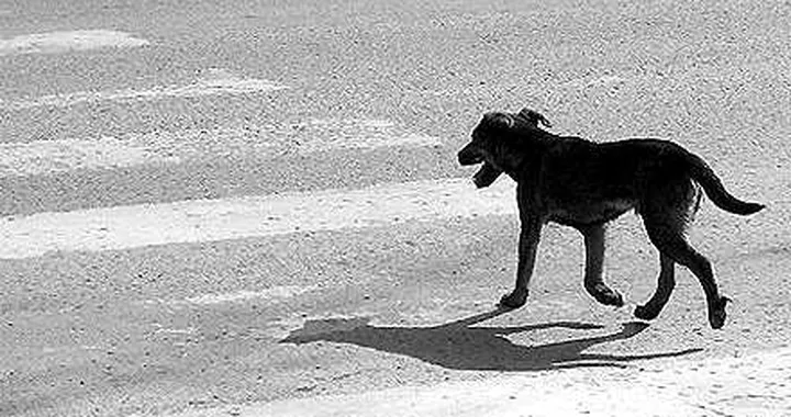 Codice della Strada: arriva l’obbligo di soccorso agli animali feriti