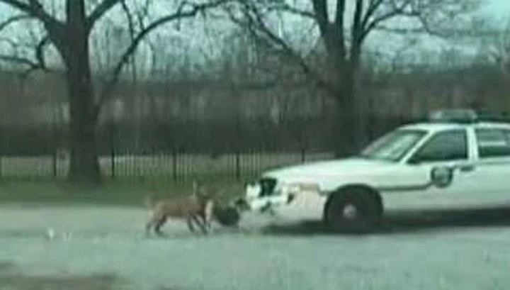 Usa: pitbull contro la polizia della contea
