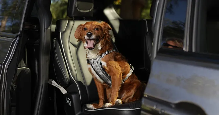 Gli accessori più utili per trasportare cani e gatti in auto