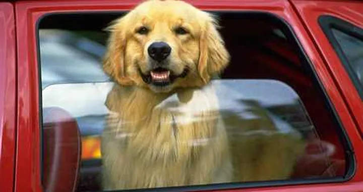 Alla guida fa passeggiare il cane: multato