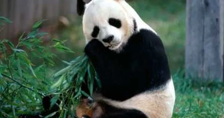 Biocarburanti: la soluzione arriva dai panda