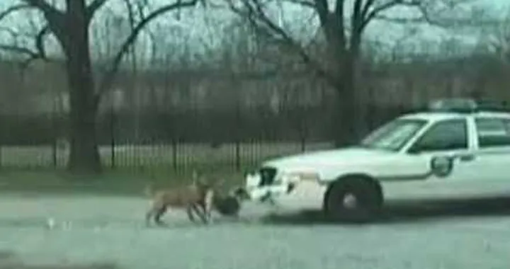 Usa: pitbull contro la polizia della contea