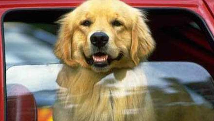 Taxi animali: simpatica iniziativa a Milano