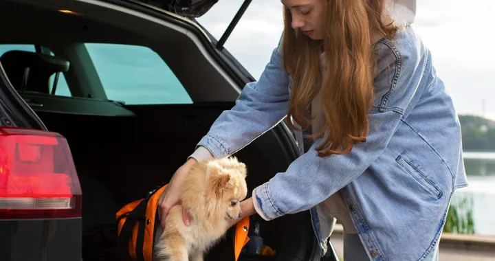 Come pulire l'auto dai peli del cane o del gatto in modo accurato