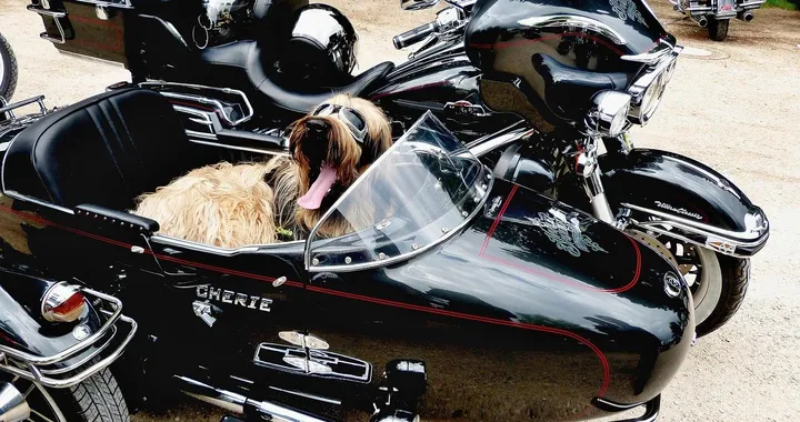 Come portare il cane in moto: come farlo e normativa