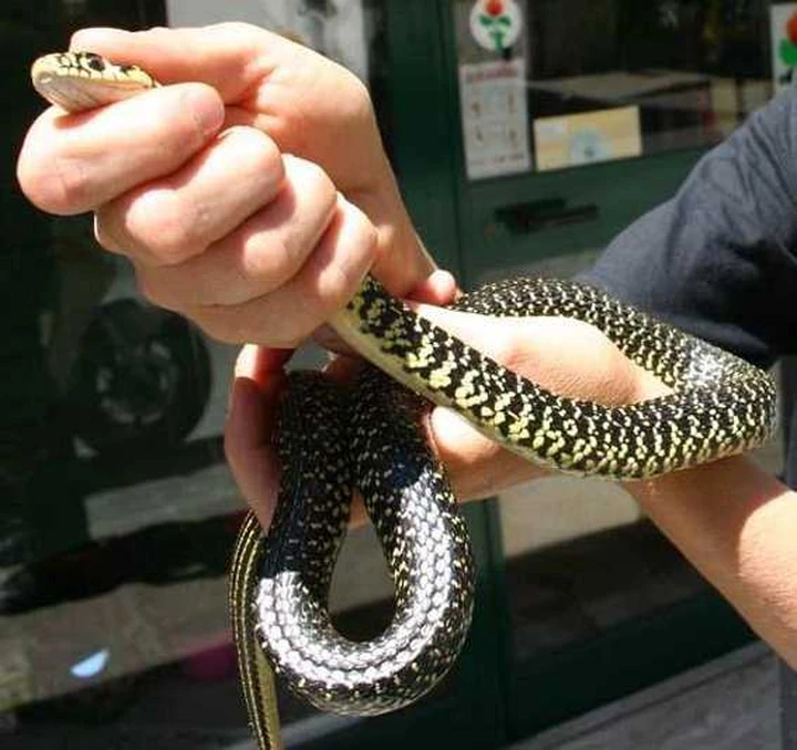 Paura a Firenze per il serpente al semaforo
