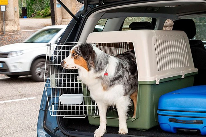Trasporto cani in auto in vacanza