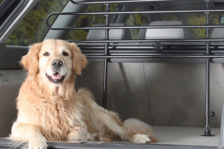 Trasporto cani in auto in vacanza: regole, accessori e consigli