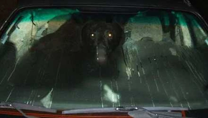 Toyota: tanto va l'orso a lardo, che ci lascia...