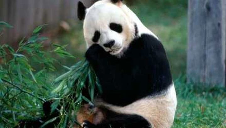 Biocarburanti: la soluzione arriva dai panda