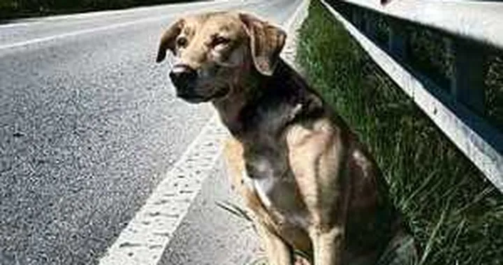 Cani abbandonati in autostrada: un sms per salvarli