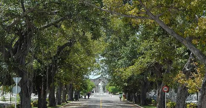 Cassazione: no agli alberi lungo le strade