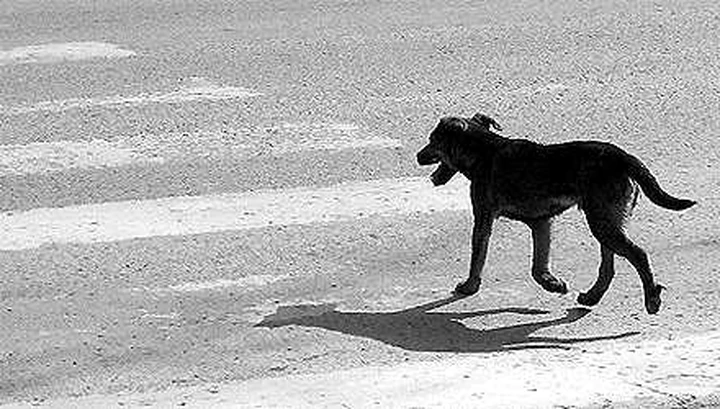 Codice della Strada: arriva l’obbligo di soccorso agli animali feriti