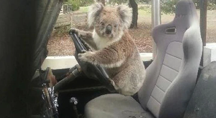 Un Koala alla guida di una Land Rover