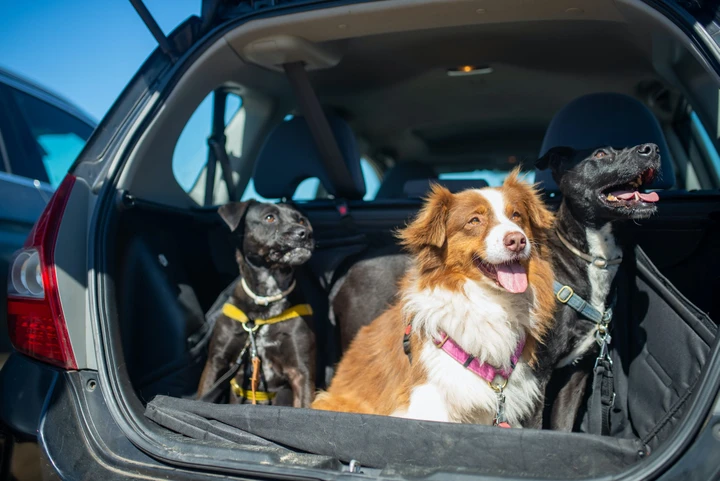 Cintura di sicurezza per cani: cosa dice il Codice della Strada?