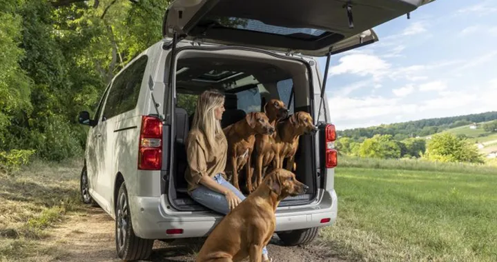 Come pulire l'auto dai peli del cane o del gatto in modo accurato