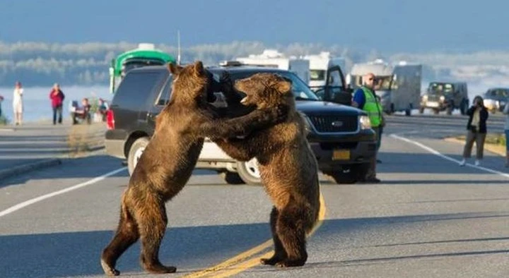 Le immagini più assurde scattate nel traffico