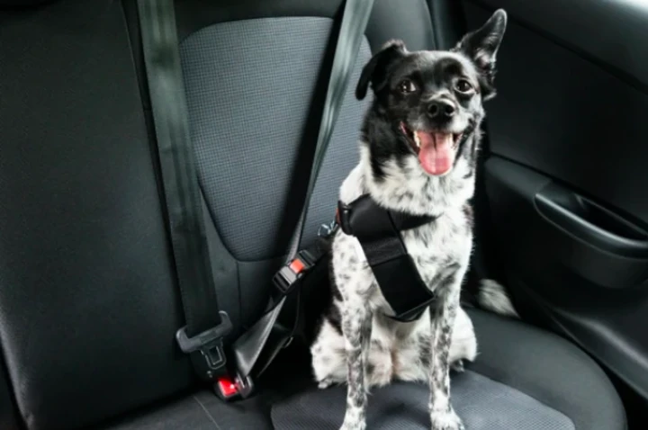 Trasporto cani in auto in vacanza